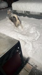 Husky Goes Headfirst Into First Snow