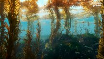 These vitamin-rich ocean plants could be the answer to food shortages