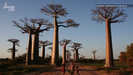 These Ancient Trees in Madagascar Stand Proud at 100 Feet Tall