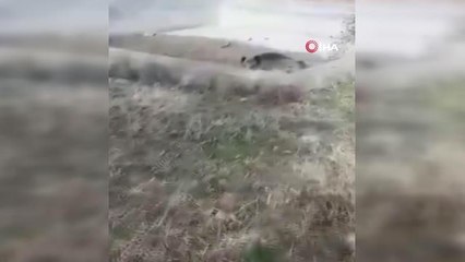 Yardım etmek istedikleri yaralı domuzun tepkisi karşısında neye uğradıkları şaşırdılar