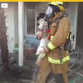 Rescate Perrito Bomberos