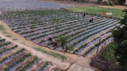 Son dakika haberi... Çilek ikram etmek için Cumhurbaşkanı Erdoğan'ı davet etti