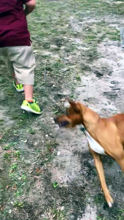Excited Dog Knocks Kid Into Dirt