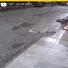 Conductora de TV muere aplastada por palmera