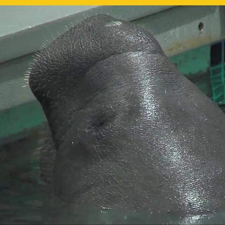 Snooty Manatí mas viejo de Florida
