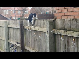 Cat Awkwardly Shuffles Along Fence