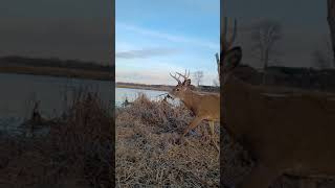 Duck Hunt Calls Draw Buck Instead