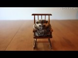 Prickly Pals Share Rocking Chair