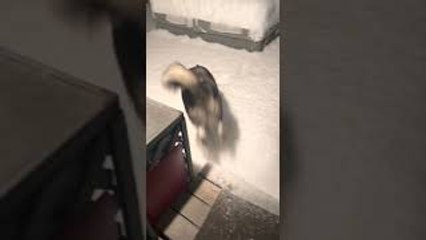Husky Goes Headfirst Into First Snow