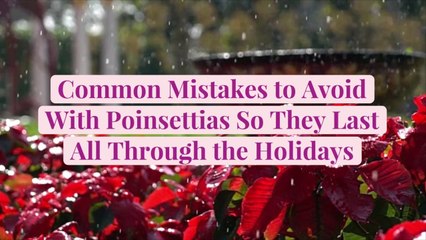 7 Common Mistakes to Avoid with Poinsettias So They Last All Through the Holidays