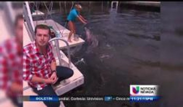 Terápia con delfines para personas discapacitadas