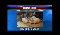 Ofrecen recompensa para dar con persona que abandonó conejos