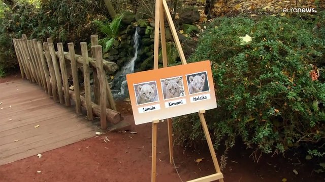 В немецком зоопарке родилась тройня львят