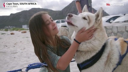 Huskies são curiosidade em praia da Cidade do Cabo