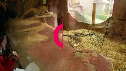 Jamila, Kumani e Malaika são as novas atrações de um jardim zoológico