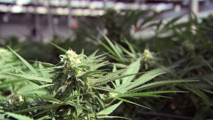 15 nov TOPO ER Hexo cannabis Campbellton