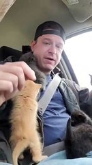 Five Kittens Climb All Over Man That Rescued Them