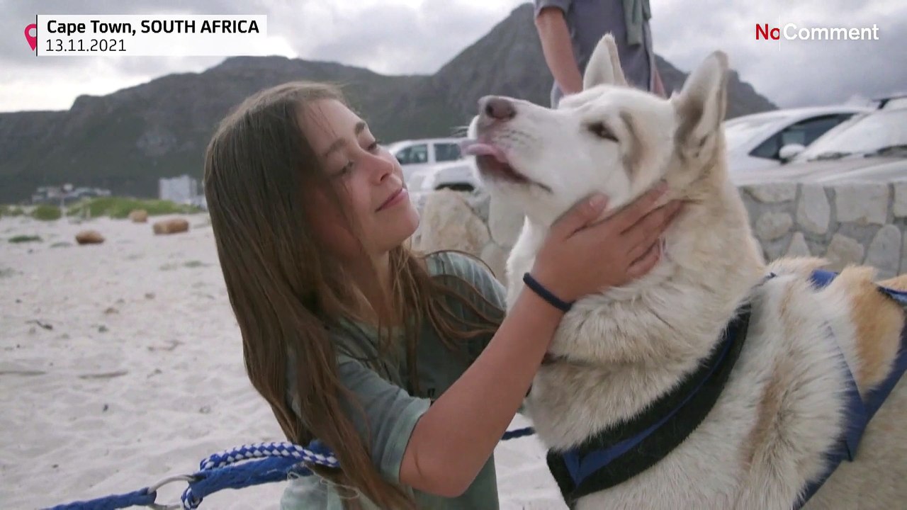 Südafrika: huskys im sand