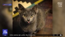 [이슈톡] 귀 4개라 버려진 고양이‥SNS 스타로 묘생 역전