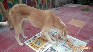 FEEDING STREET DOG BISCUITS | CARING IS EVERYTHING | EPISODE 2 | AniCare