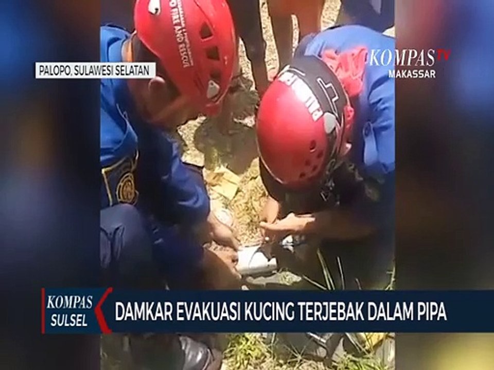 Damkar Evakuasi Kucing Terjebak Dalam Pipa