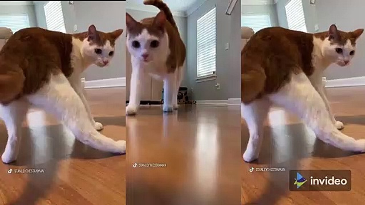 Cutest Cat ♥ Cute Animals & Funny Pets