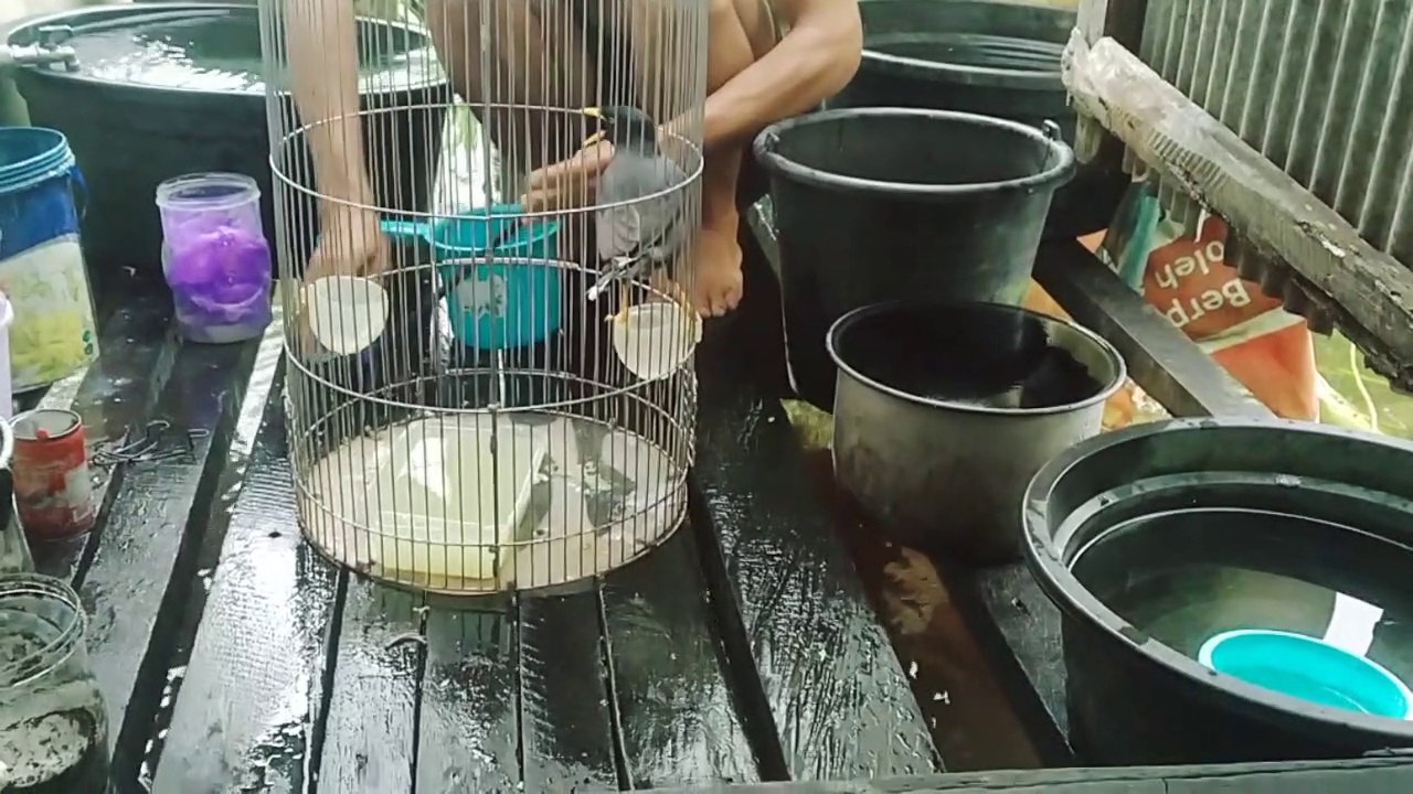 Bathing starling kebo