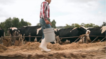 24-HR AMBULANCE SERVICE FOR COWS