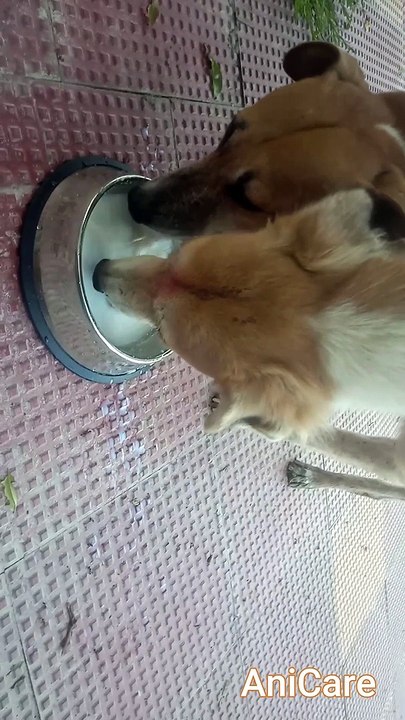 FEEDING STREET DOG MILK | CARING IS EVERYTHING | EPISODE 4| AniCare