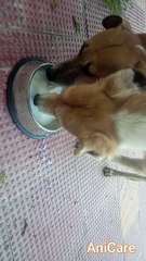 FEEDING STREET DOG MILK | CARING IS EVERYTHING | EPISODE 4| AniCare