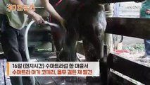 [30초뉴스] 멸종위기종 아기 코끼리 밀렵에 공분
