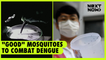 "Good" mosquitoes to combat dengue | NEXT NOW