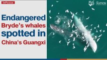 Endangered Bryde's whales spotted in China's Guangxi | The Nation Thailand