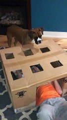 Boy Builds Treat-A-Dog Game For Boxer Dog