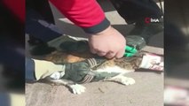 Kafasını konserve kutusuna sıkıştıran kediyi itfaiye kurtardı