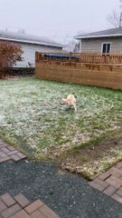 Excited Puppy's First Snow Experience
