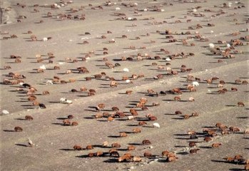 Kars'tan Iğdır'a göçerlerin zorlu yolculuğu sürüyor