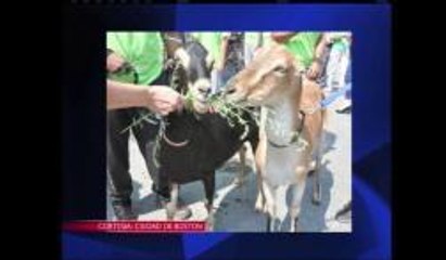 Cabras y espacios verdes