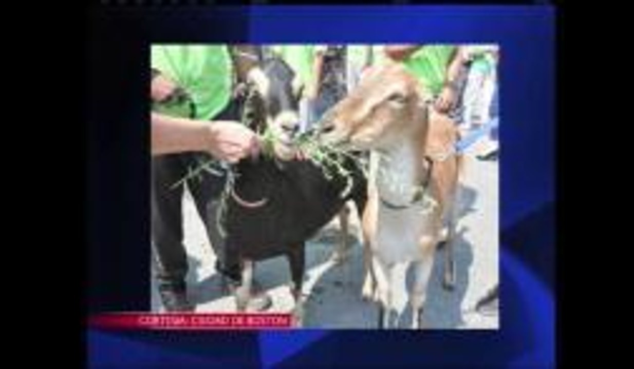 Cabras y espacios verdes