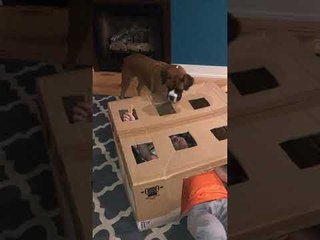 Boy Builds Treat-A-Dog Game For Boxer Dog
