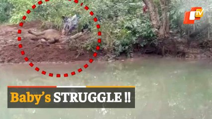 Elephant Calf ‘Turns Turtle’ In Mud, Rescued By Forest Personnel