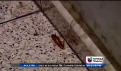 Alerta de insectos peligrosos