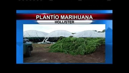 Incautación millonaria de marihuana