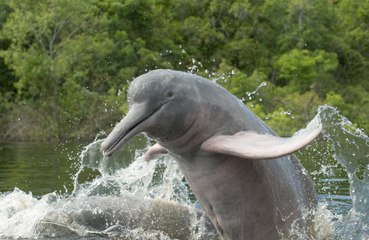 Man claims he had sexual relationship with female dolphin