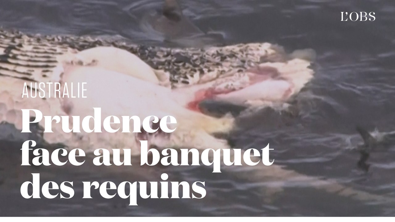 Des requins dévorent une carcasse de baleine sur les côtes australiennes