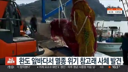 완도 앞바다서 멸종 위기 참고래 사체 발견