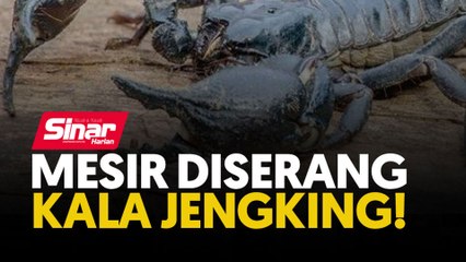 Mesir diserang kala jengking!