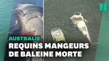 En australie, un cargo sauve un catamaran attaqué par des requins avec un français et deux russes à bord