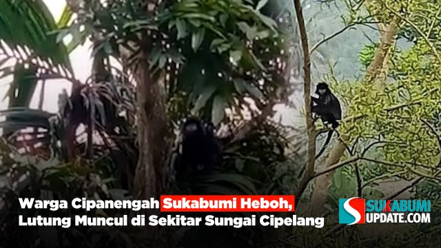 Warga Cipanengah Sukabumi Heboh, Lutung Muncul di Sekitar Sungai Cipelang