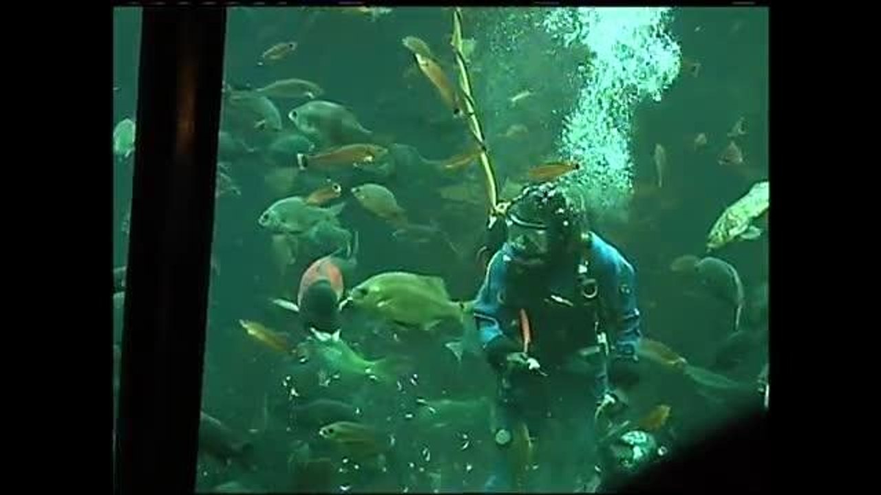 Reconocimiento al acuario